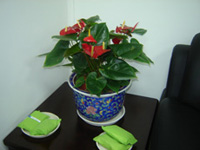 �ɹ�����