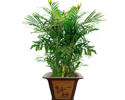 ������Ҭ��