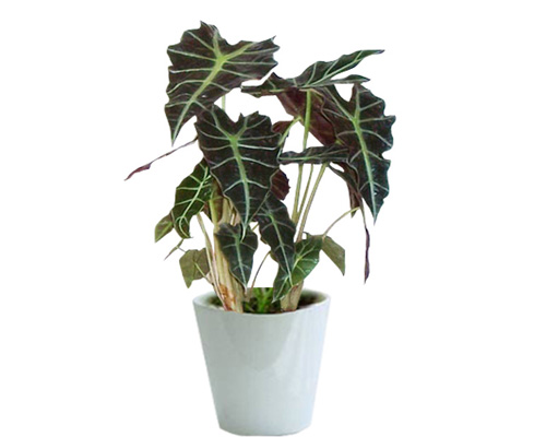 �\Ҷ������