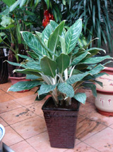 ��ѩ����