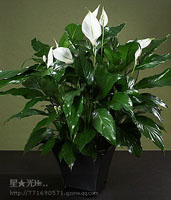 �׺���һ����˳)