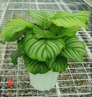 ƻ������