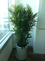 ������Ҭ��